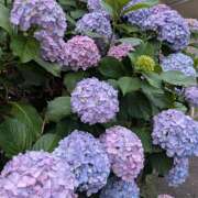 ヒメ日記 2025/06/10 11:19 投稿 レオナ Club 妻