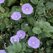 ヒメ日記 2025/06/13 10:50 投稿 レオナ Club 妻