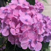 ヒメ日記 2025/06/14 10:49 投稿 レオナ Club 妻