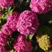 ヒメ日記 2025/06/24 11:33 投稿 レオナ Club 妻