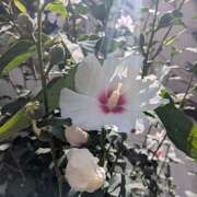 ヒメ日記 2025/08/01 11:01 投稿 レオナ Club 妻