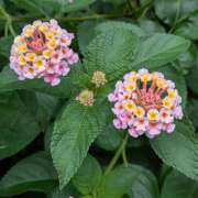 ヒメ日記 2025/08/08 11:06 投稿 レオナ Club 妻