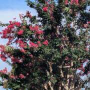 ヒメ日記 2025/08/15 11:07 投稿 レオナ Club 妻