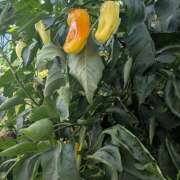 ヒメ日記 2025/09/13 10:42 投稿 レオナ Club 妻