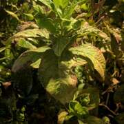 ヒメ日記 2025/09/30 11:21 投稿 レオナ Club 妻