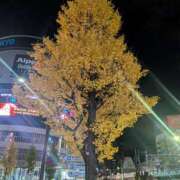 ヒメ日記 2025/11/29 11:48 投稿 レオナ Club 妻