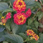 レオナ レオナです Club 妻