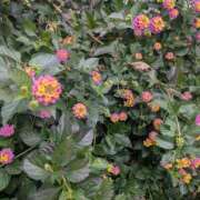 レオナ レオナです Club 妻