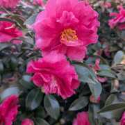 ヒメ日記 2026/01/14 11:41 投稿 レオナ Club 妻