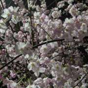 ヒメ日記 2026/03/27 10:53 投稿 レオナ Club 妻