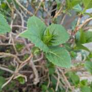 ヒメ日記 2026/04/03 10:51 投稿 レオナ Club 妻