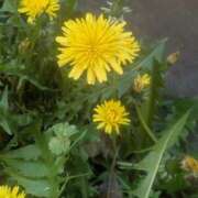 ヒメ日記 2026/04/11 10:52 投稿 レオナ Club 妻