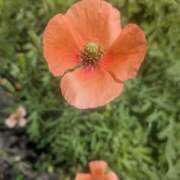 ヒメ日記 2026/04/14 10:29 投稿 レオナ Club 妻