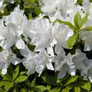 ヒメ日記 2026/04/17 09:43 投稿 レオナ Club 妻