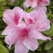 ヒメ日記 2026/04/21 11:11 投稿 レオナ Club 妻