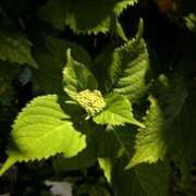 ヒメ日記 2026/04/25 10:46 投稿 レオナ Club 妻