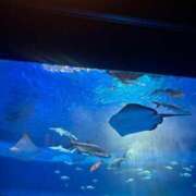 ヒメ日記 2025/04/11 16:55 投稿 あゆり 熟女家 ミナミエリア店