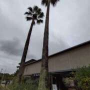 ヒメ日記 2025/03/08 15:55 投稿 れみか 待ちナビ