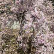 ヒメ日記 2025/04/08 14:55 投稿 れみか 待ちナビ