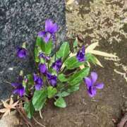 ヒメ日記 2025/04/20 14:35 投稿 れみか 待ちナビ