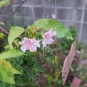 ヒメ日記 2025/10/17 17:13 投稿 れみか 待ちナビ