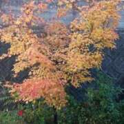 ヒメ日記 2025/11/24 20:55 投稿 れみか 待ちナビ