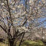 ヒメ日記 2026/04/10 19:20 投稿 れみか 待ちナビ