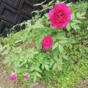 ヒメ日記 2026/04/15 17:08 投稿 れみか 待ちナビ