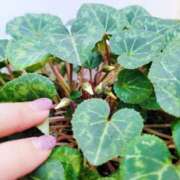 ヒメ日記 2025/02/27 07:00 投稿 らら 秘密倶楽部 凛 錦糸町店