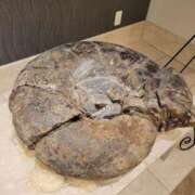 ヒメ日記 2025/08/07 07:01 投稿 らら 秘密倶楽部 凛 錦糸町店