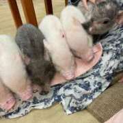 ヒメ日記 2025/10/04 19:45 投稿 【ゆづき】正統派美少女♪ バブルリングプラス