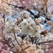 ヒメ日記 2025/04/06 14:27 投稿 こま 池袋あられ