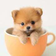 ヒメ日記 2025/10/22 00:10 投稿 いと スーパークリスタル