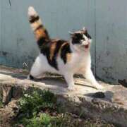 青柳ねる 次回出勤は土曜日です? 五反田 必要以上のエステ（シンデレラグループ）