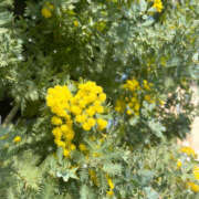 ヒメ日記 2025/03/26 15:20 投稿 いずみ プレジデントオアシス