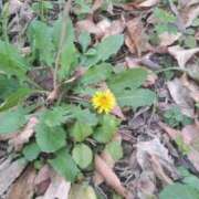 ヒメ日記 2025/04/10 15:59 投稿 なぎさ 熟年サンムーン