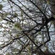 ヒメ日記 2025/04/04 00:49 投稿 みな 熟年サンムーン