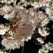 ヒメ日記 2025/04/08 17:03 投稿 みお 横浜しこたまクリニック