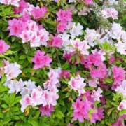 りあ 明日でるよー✨️🧸𖤐⡱ご予約もありがとう☆ 甲府人妻城