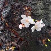 ヒメ日記 2026/03/11 05:39 投稿 しのぶ One More奥様　立川店