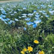 ヒメ日記 2026/04/16 07:33 投稿 美澄（みすみ） 一力茶屋