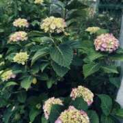 美澄（みすみ） 紫陽花が花開いてきましたね✨️ 一力茶屋