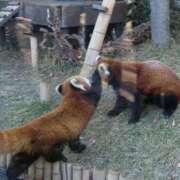 ヒメ日記 2026/04/03 21:13 投稿 ななみ いわき小名浜ちゃんこ