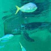 ヒメ日記 2025/11/28 15:02 投稿 うゆ Charme（シャルム）