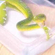 ヒメ日記 2025/04/10 15:36 投稿 こむぎ アラカルト