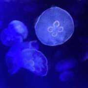 ヒメ日記 2025/07/10 19:08 投稿 こむぎ アラカルト