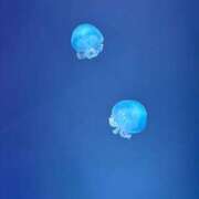 ヒメ日記 2025/10/03 18:43 投稿 こむぎ アラカルト