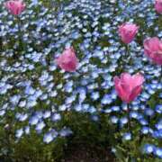 ヒメ日記 2026/04/23 08:51 投稿 こむぎ アラカルト
