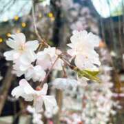 ヒメ日記 2025/04/05 18:59 投稿 なな 大奥 梅田店