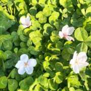 ヒメ日記 2025/04/09 18:02 投稿 なな 大奥 梅田店